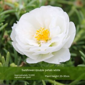 Double-petal SUNFLOWER Colorful Grow Up Easily Indoor And Outdoor Potted Seeds (Option: White-500g)